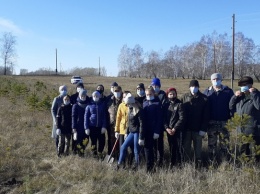 «Сад памяти». 250 саженцев сосны высадили в Алтайском крае