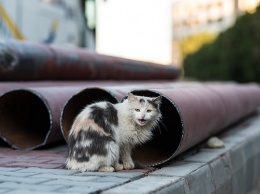 На теплотрассах Барнаула могли с комфортом перезимовать 10 тысяч котов