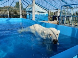 В зоопарке Старого Оскола поселилась белая медведица