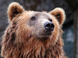Голодный медведь разрывает могилы в Свердловской области
