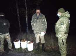 Украинские пограничники задержали в Чернобыле мужчин с 40 кг радиоактивных грибов