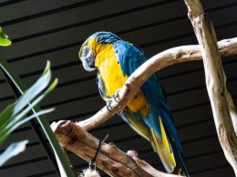 Говорящий попугай спас жизнь хозяину в Австралии