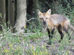 Дикие лисы стали терроризировать несколько сел в Оренбургской области