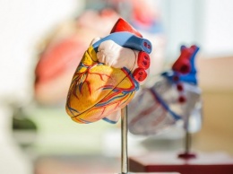Ученые в России создали вечный биоклапан для сердца