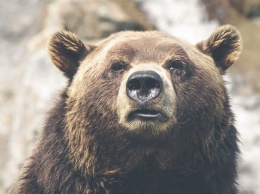 Два медведя погибли на Камчатке после проникновения на атомную подлодку