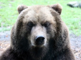 Медведь напал на 65-летнего кузбассовца