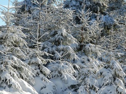 Перед Новым годом в Алтайском крае усилили охрану елок