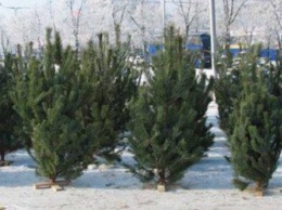 В Приамурье началась заготовка елок к Новому году
