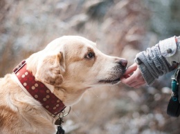 Кинолог дал советы россиянам по выбору собаки из приюта