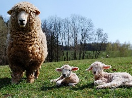 На Алтае полицейские нашли пропавшее стадо овец