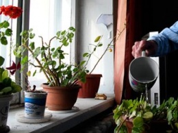 Специалист назвал опасные для здоровья комнатные растения