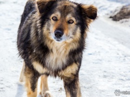 Ненавистник собак разгромил дверь подъезда в Кузбассе