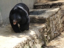 Медведь растерзал жену на глазах спасшегося на дереве мужа в Индии