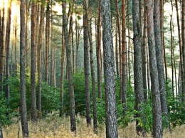 Алтайский депутат прокомментировал решение о передача леса в частные руки