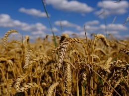 Австрийская пшеница дала трехтонную урожайность в засушливой Кулунде