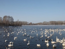 Масштабный праздник «Алтайская зимовка» отменят из-за коронавируса