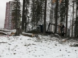 «Лесоповал в Петрозаводске продолжается»: в парке на Кукковке рубят деревья