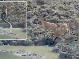 Камера зафиксировала нападение гигантского питона на оленя в Индии