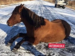 В Михайловском районе лошадь не смогла сама перейти дорогу