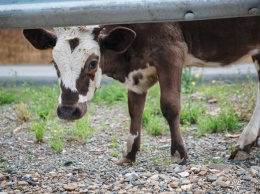 Кузбасская компания получила штраф за возможные контакты диких зверей со скотом