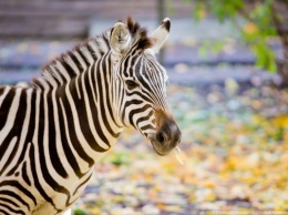 Калининградском зоопарке умерла зебра