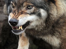 400 волчьих шкур сдали в этом году амурские охотники