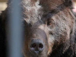 Кузбассовцы заметили увеличение числа бродящих у жилых домов медведей