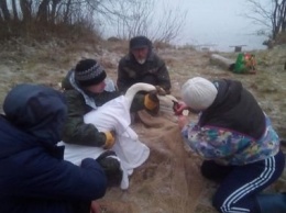 Лебедь, которого спасли волонтеры в Суоярвском районе, умер