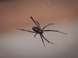 Житель Омска перепугал соседей ядовитыми пауками