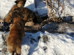 Замерзающие щенки ищут дом в Кузбассе