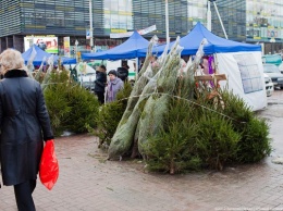 В России упал спрос на живые новогодние ели