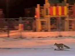 По ночному микрорайону в Циолковском бегала лиса