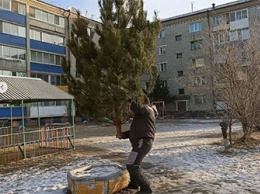 Во дворах Белогорска ставят новогодние елки