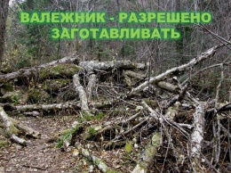 Жителям Алтайского края выписывают 15-кратные штрафы за кражу «сторублевого» валежника