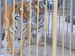 В зоопарке Старого Оскола поселились цирковые тигрицы