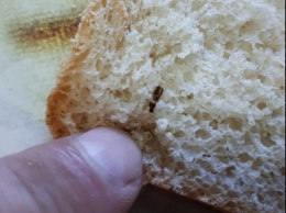 Беловчанин обнаружил "белковую" добавку в купленном хлебе