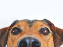 Ученые научили собак выявлять коронавирус через запах пота