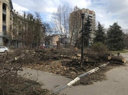 Власти Симферополя объяснили, для чего спилили деревья на набережной и что будет на их месте, - ФОТО