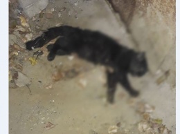 Жители Ростовской области испугались нападения бродячих собак после гибели кота