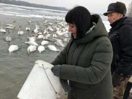 На реку Бию прилетели зимовать более сотни лебедей-кликунов