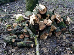 В Калининграде возбудили дело по факту незаконной вырубки деревьев
