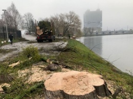 На берегу Нижнего пруда спилили деревья. Их признали аварийными (фото)