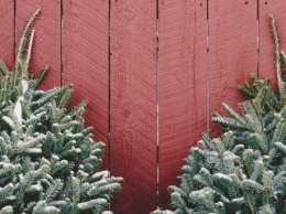 Калужанам рассказали, куда сдать новогоднюю елку после праздников
