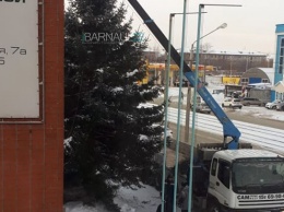 Барнаульцев возмутила рубка елок на ул. Северо-Западной