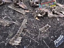 Ростовчане обнаружили заваленное останками животных поле