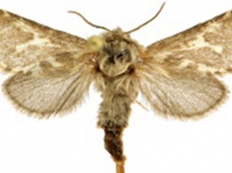 Стало известно о новом виде бабочек, обнаруженных на Алтае