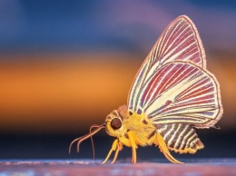 Сибирские ученые обнаружили новый вид бабочек на Алтае