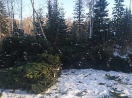 Преступники нарубили в алтайских лесах новогодних елок почти на 2 млн рублей