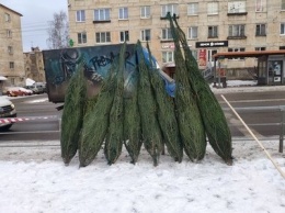 В Петрозаводске открылись елочные базары - узнали, почем деревья и откуда они
