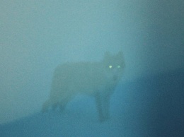 «Мистические» фото с волком сделала сотрудница Алтайского заповедника